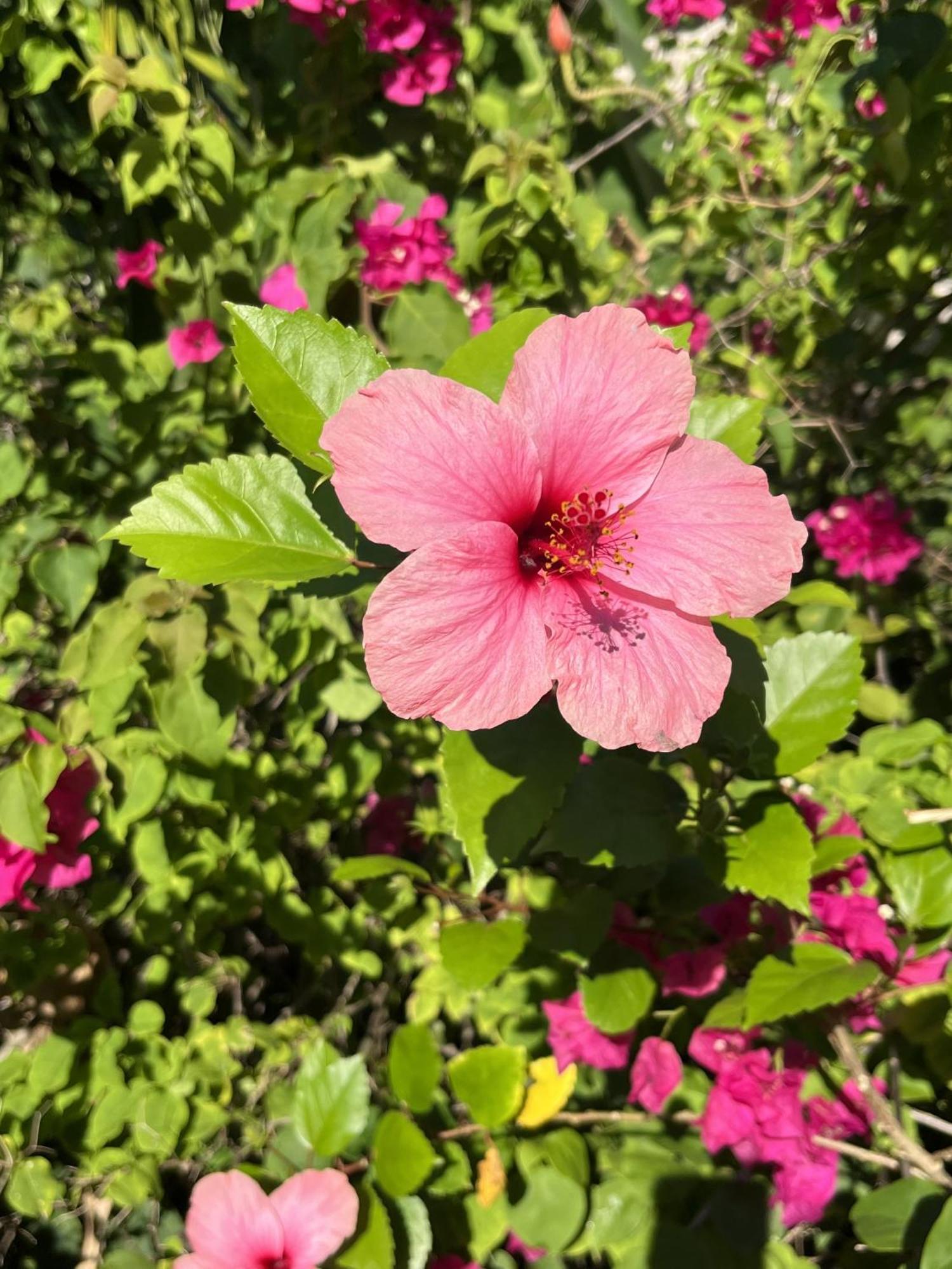 סנט-לוס Eden Paradise Ecolodge & Spa מראה חיצוני תמונה