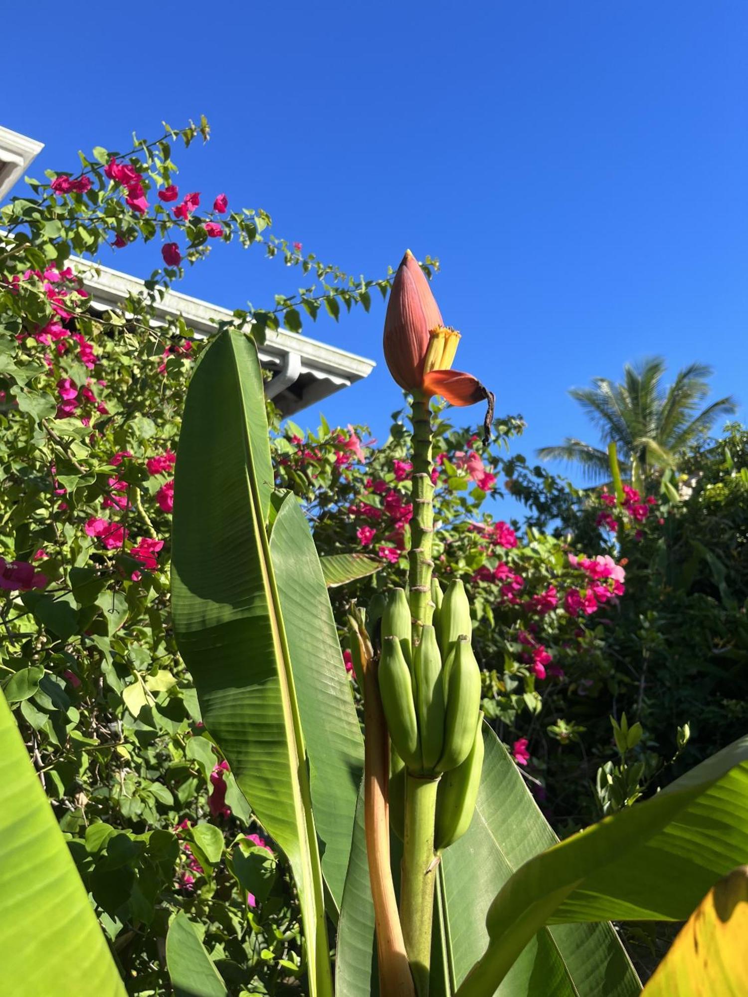 סנט-לוס Eden Paradise Ecolodge & Spa מראה חיצוני תמונה