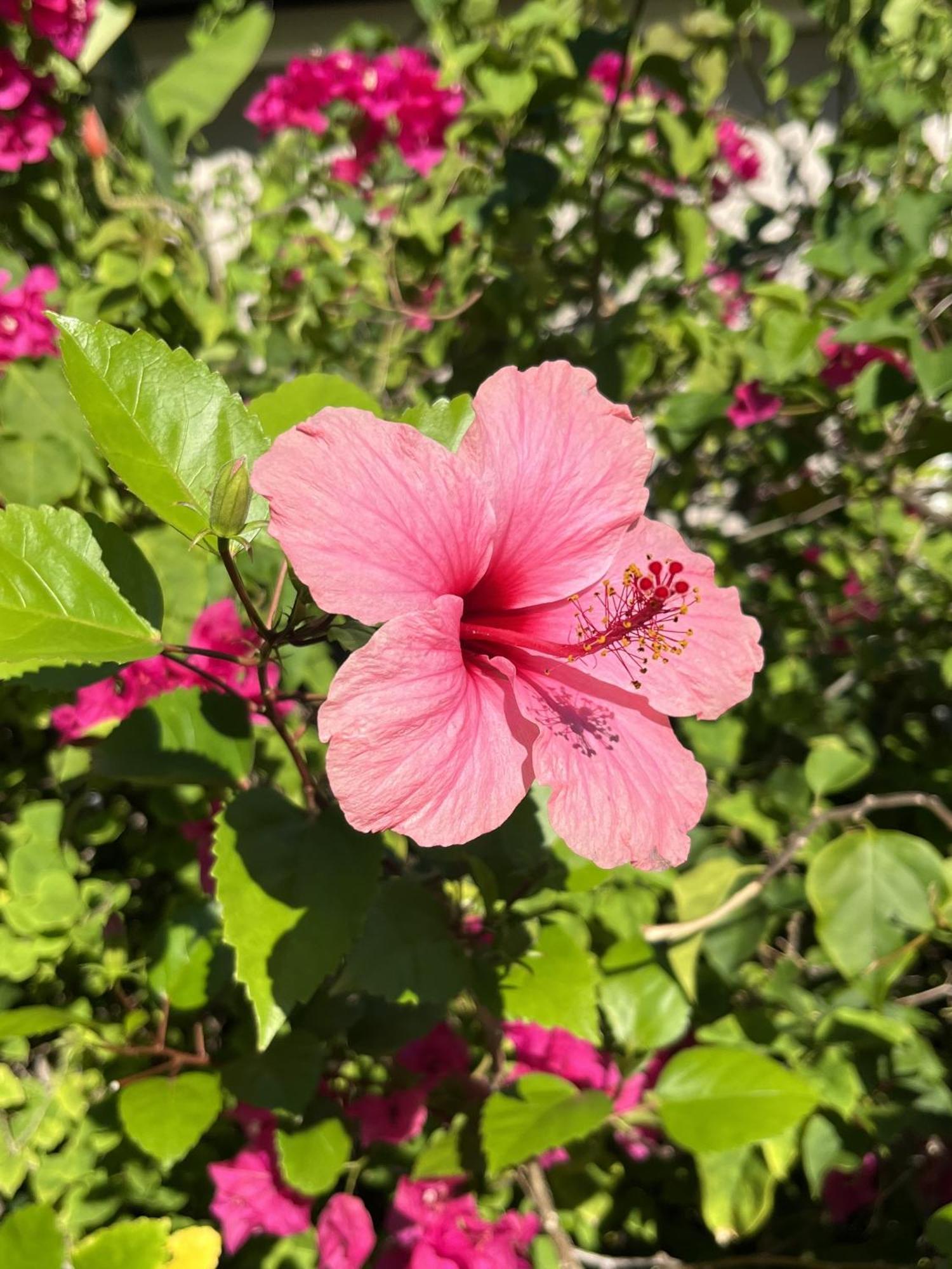 סנט-לוס Eden Paradise Ecolodge & Spa מראה חיצוני תמונה